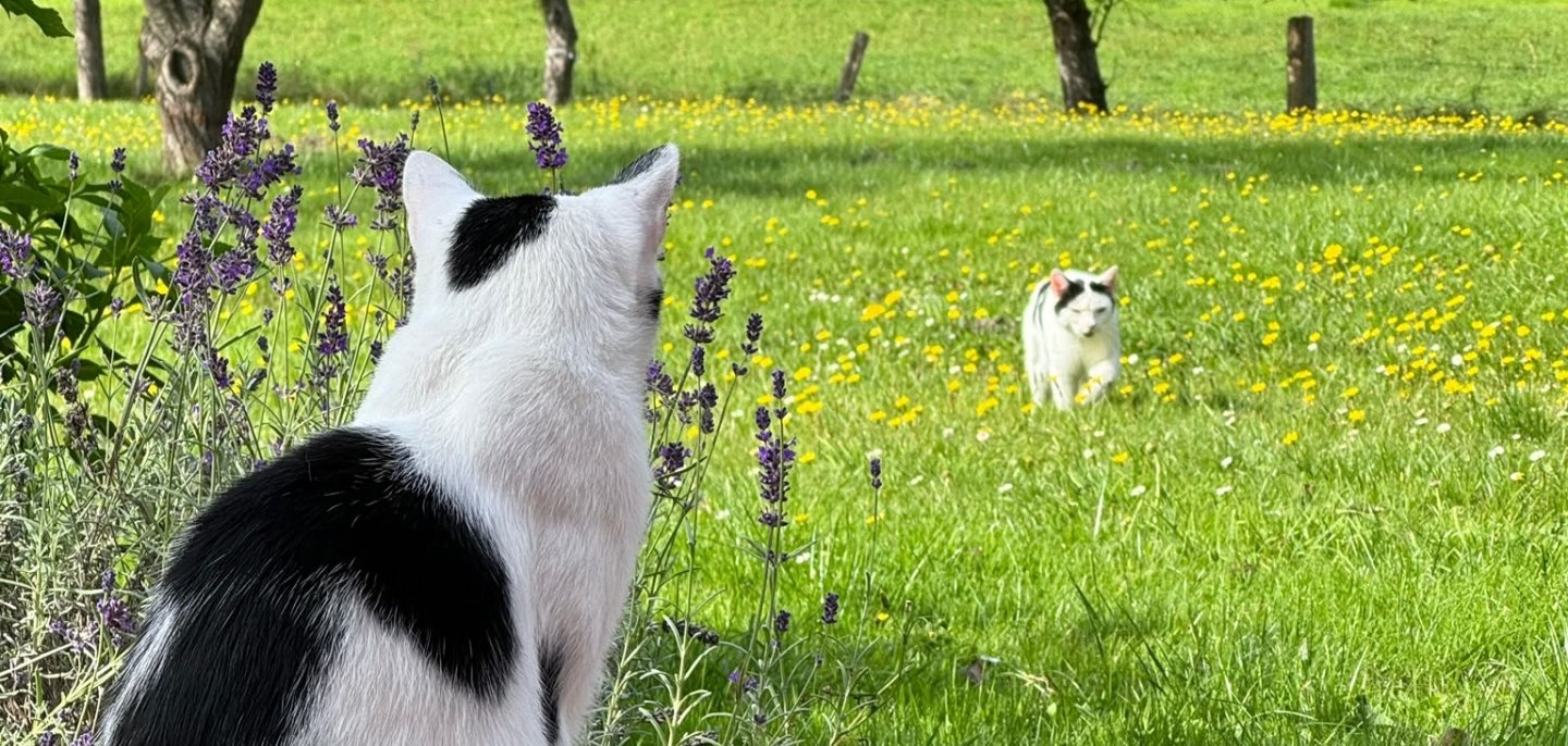 Eine schwarz weiße Katze von Hinten ist im Vordergrund zu sehen, sie scheint in die Richtung einer, auf der grünen Wiese laufenden schwarz weißen Katze, zu schauen.
