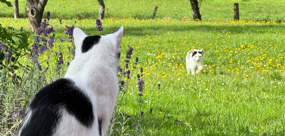 Eine schwarz weiße Katze von Hinten ist im Vordergrund zu sehen, sie scheint in die Richtung einer, auf der grünen Wiese laufenden schwarz weißen Katze, zu schauen.