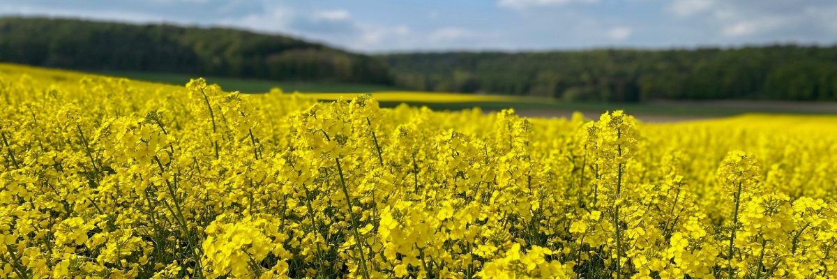 Ein gelb blühendes Rapsfeld am Stemweder Berg. Im Hintergrund ist der Wald des Stemweder Berges zu erkennen.