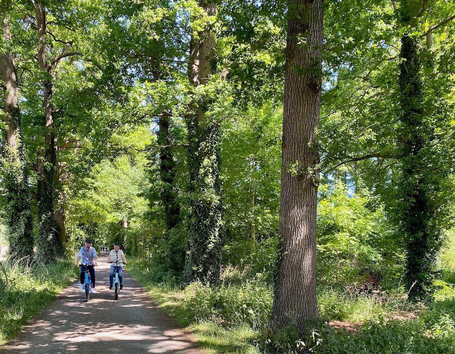Ein Radfahrer und eine Radfahrerin, die bei sonnigem Wetter durch eine grün blühende Allee fahren. 