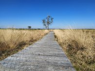 Moor Bohlenweg Ein Holzbohlenweg, der durch eine trockene Moorlandschaft führt. Im Hintergrund ist ein verkümmerter Baum zu erkennen.