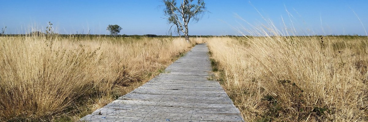 Moor Bohlenweg Ein Holzbohlenweg, der durch eine trockene Moorlandschaft führt. Im Hintergrund ist ein verkümmerter Baum zu erkennen.