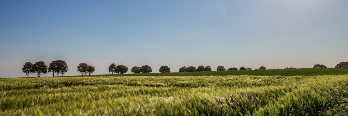 Ein gelbes Kornfeld mit einer dahinter liegenden Allee im Sonnenlicht.