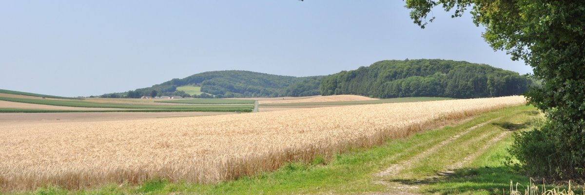 Stemweder Berg aus Oppendorf Eine Naturaufnahme, die vom Waldrand fotografiert wurde und auf der im Vordergrund ein Getreidefeld und im Hintergrund die Silhouette eines bewaldeten Berges zu sehen sind.