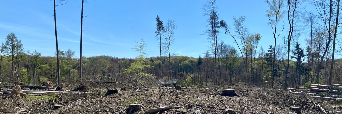 Eine abgeholzte Waldfläche mit einer leicht erkennbaren Erhebung - das Hügelgrab im Stemweder Berg. 