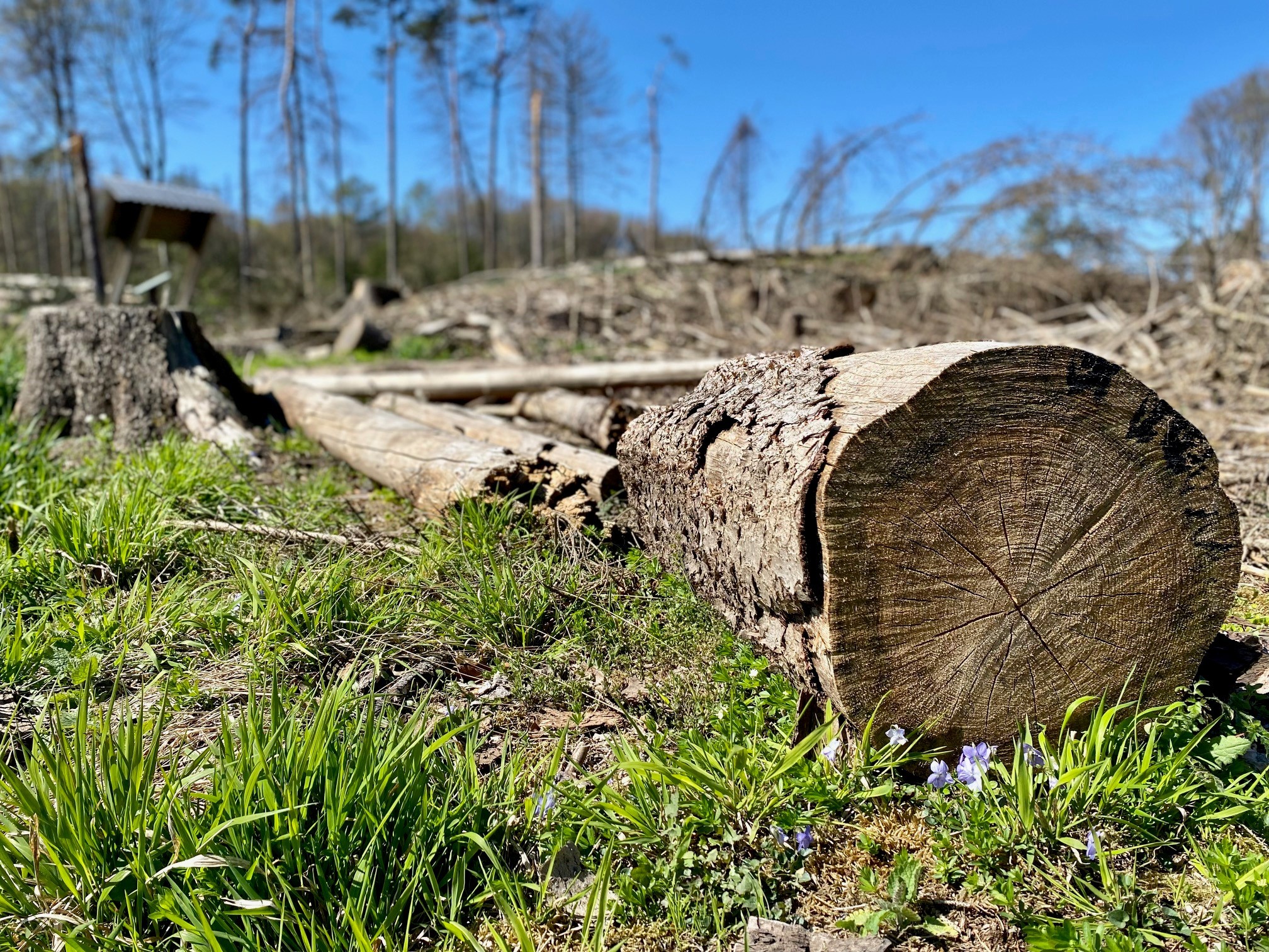 Ein trockener Holzstamm liegt inmitten einer abgeholzten Waldfläche. 