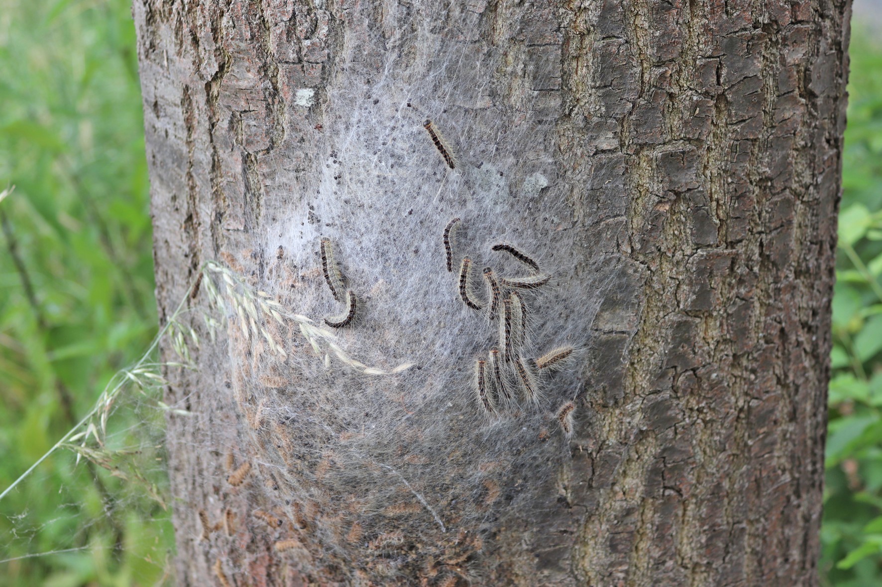 Ein Nest mit vielen Eichenprozessionsspinner-Raupen an einem Eichenstamm. Durch die unzähligen Brennhaare der Schädlinge sieht das Nest aus, wie mit einem weißen Netz überzogen.