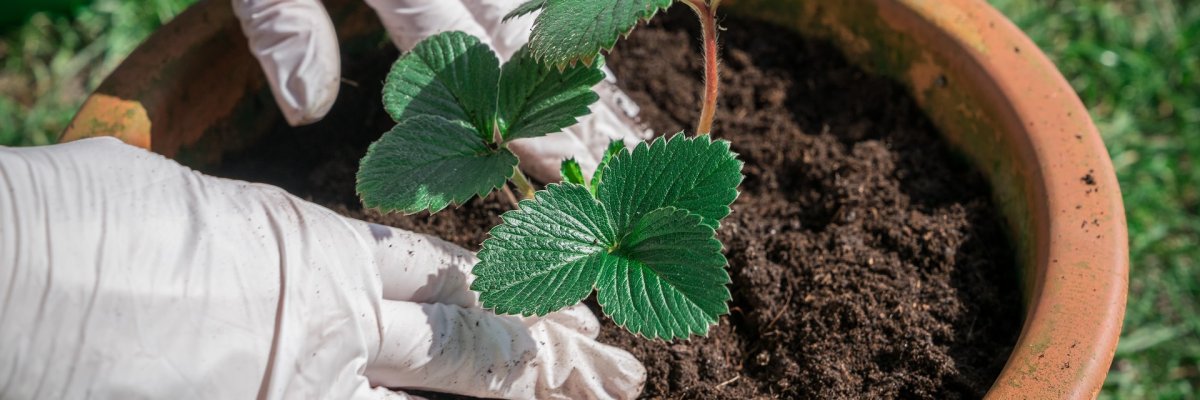 Erdbeeren einpflanzen im Blumentop Erdbeeren einpflanzen im Blumentop