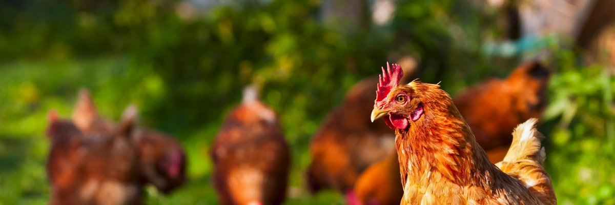 flock of chickens grazing on the grass