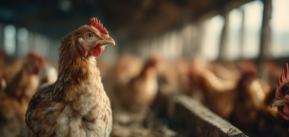 Geflügel Eine braune Henne steht in einem Hühnerstall auf Stroh, umgeben von weiteren Hühnern. Im Hintergrund ist der Stall unscharf zu sehen, durch die Fenster fällt warmes Licht