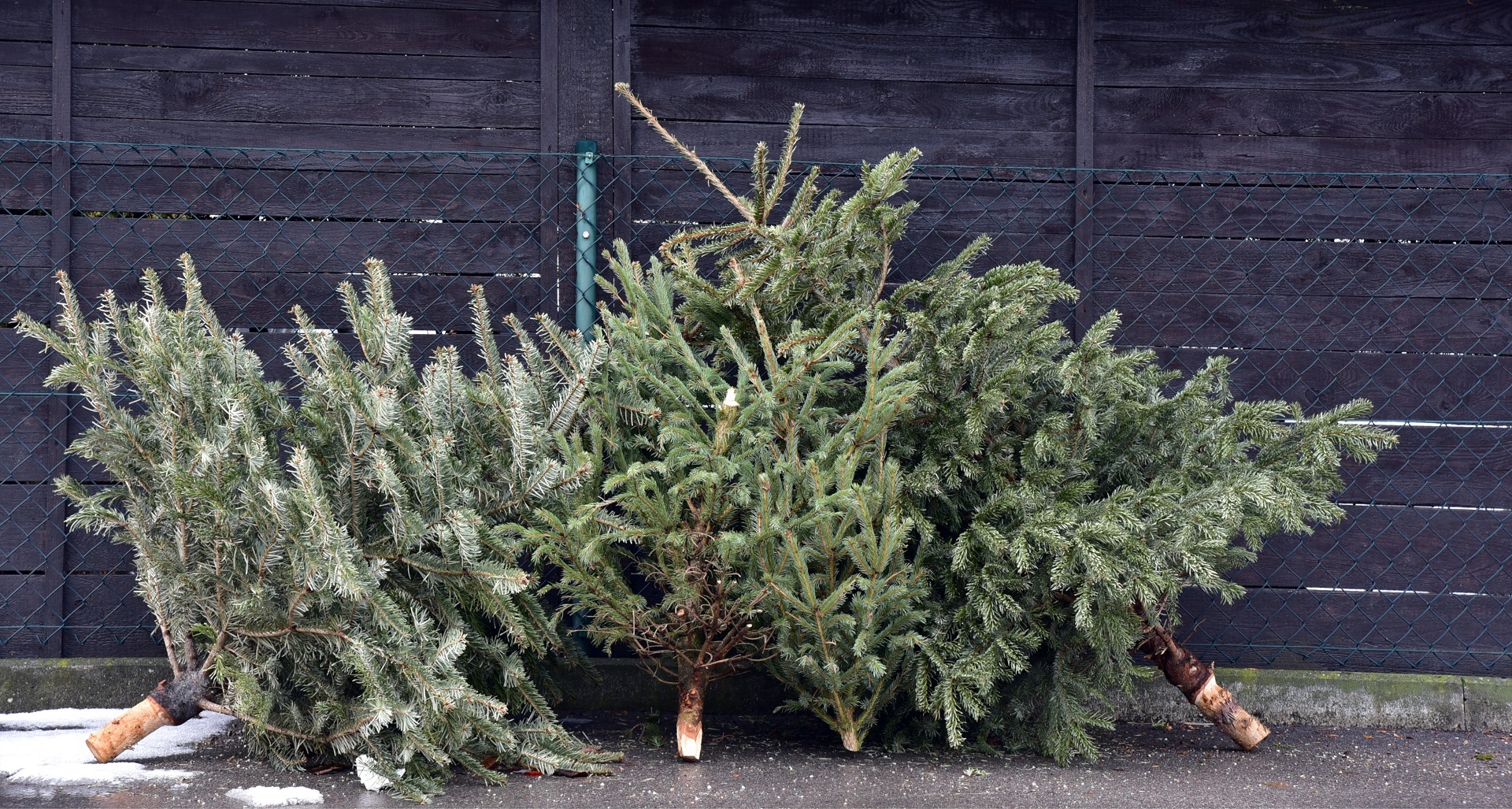 Ein Haufen ausgedienter Weihnachtsbäume.