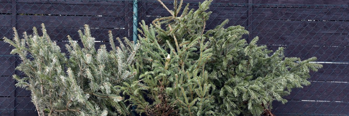 Ein Haufen ausgedienter Weihnachtsbäume.