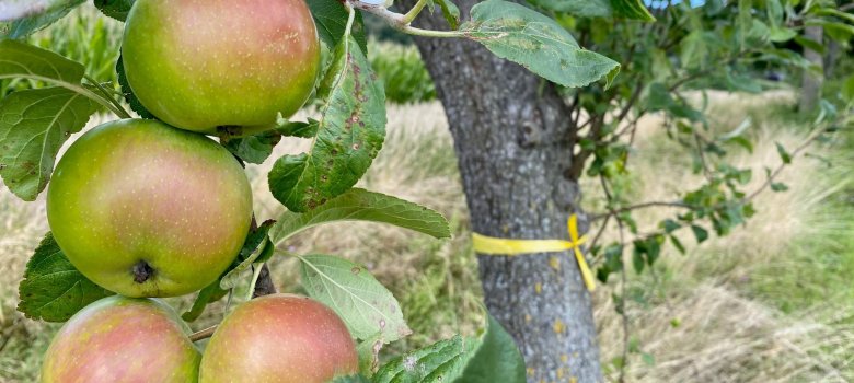 Apfelbaum gelbes Band Vier reifende Äpfel an einem Ast. Im Hintergrund ist zu erkennen, dass der Baum mit einem gelben Band gekennzeichnet wurde.