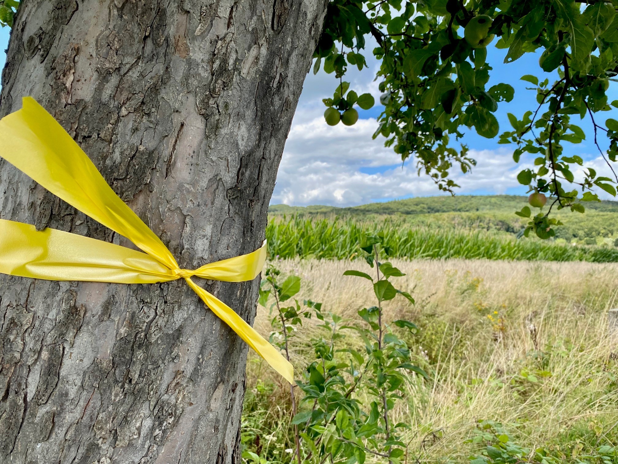 Ein Baumstamm der mit einem gelben Band gekennzeichnet wurde.