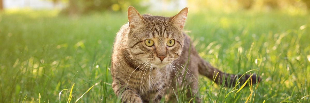 Katze 1 Eine grau getigerte Katze mit großen grünen Augen schleicht durch das Gras.