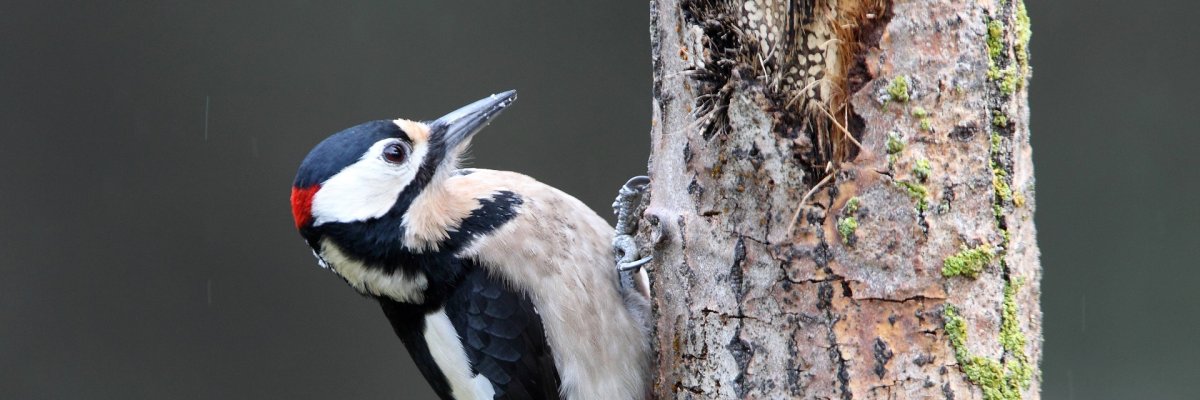 Buntspecht Ein schwarz-weiß-rot gefiederter Buntspecht, der an einem Baum sitzt.