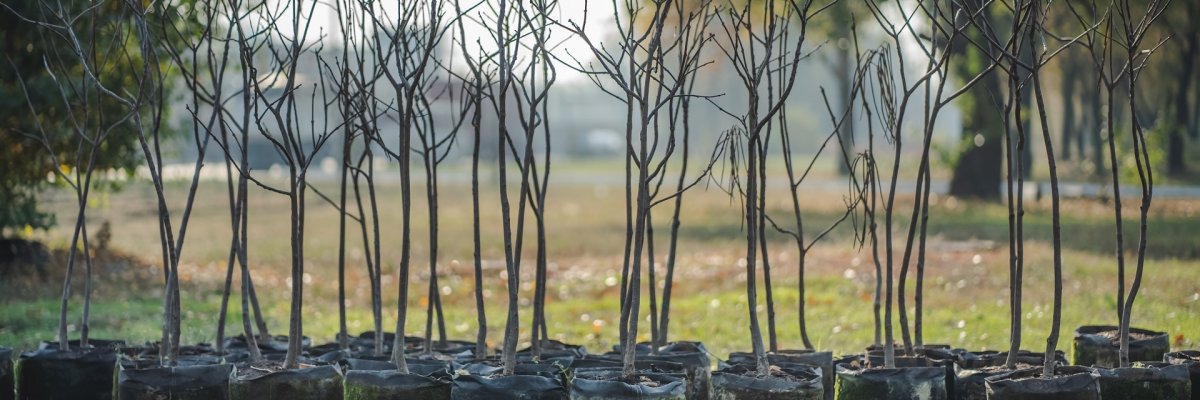 reforestation set of young trees trunks in pots
