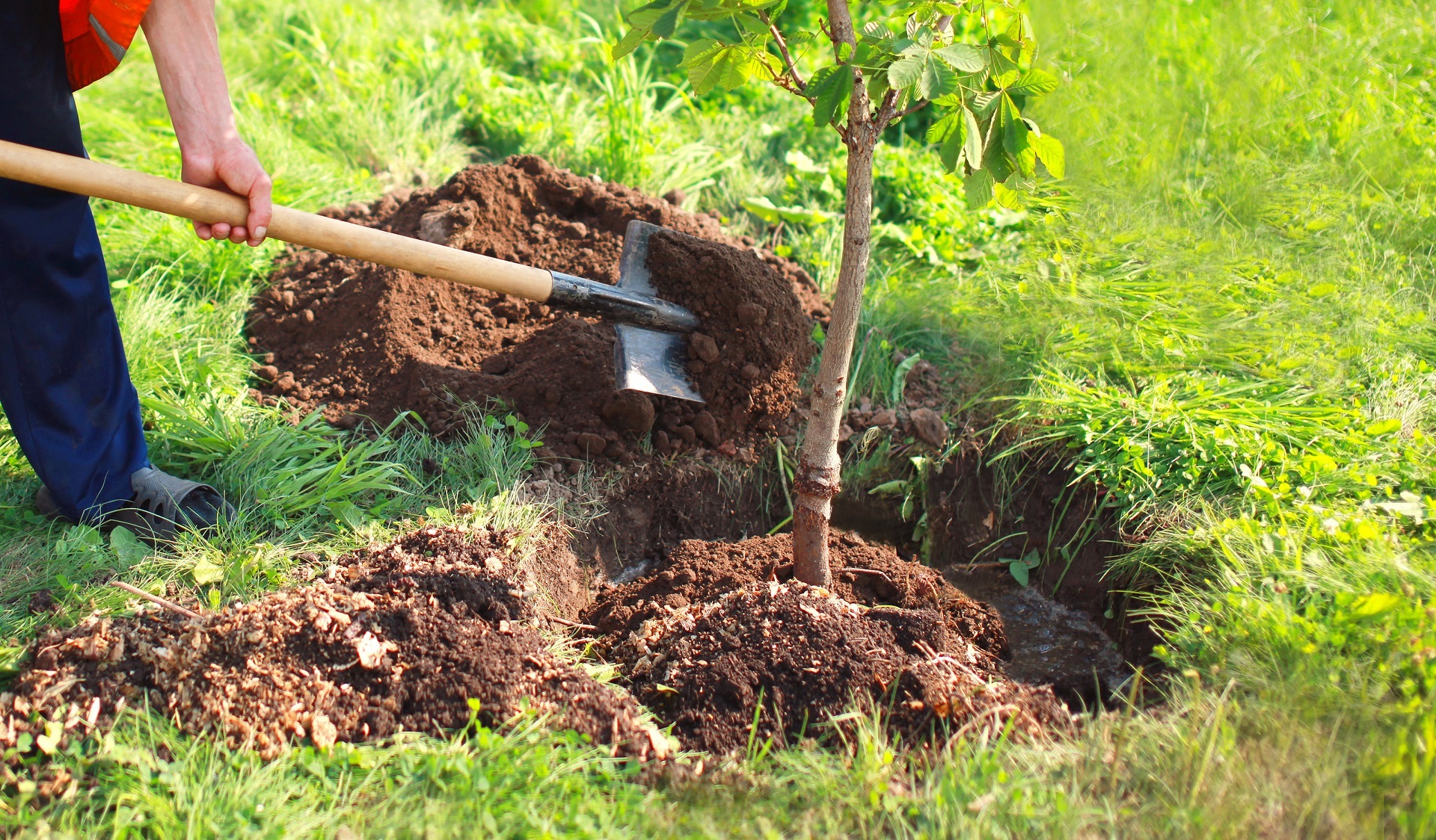 Man plants a small tree, hands holds shovel digs the ground, nat