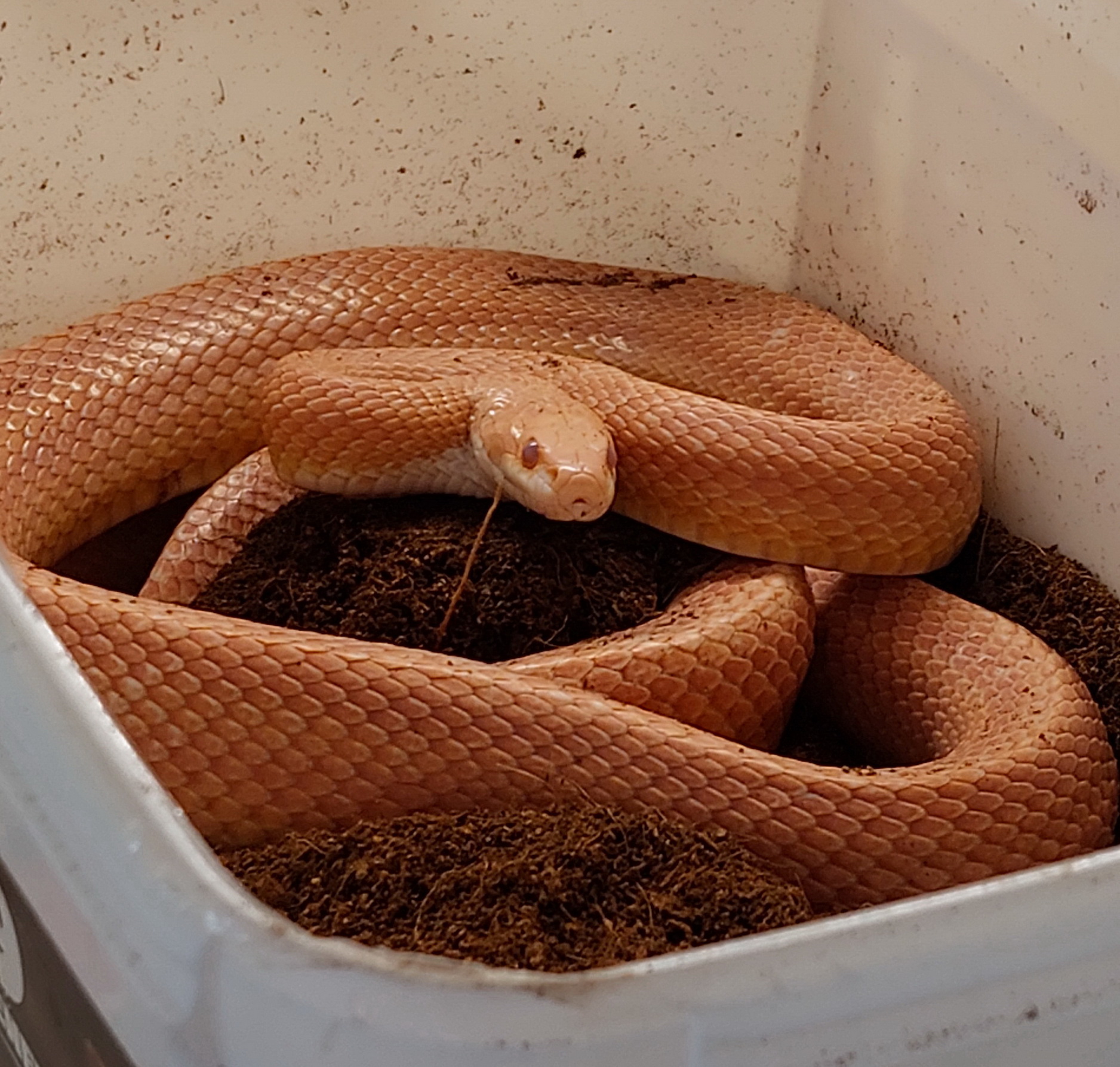 Eine orangefarbene Schlange.
