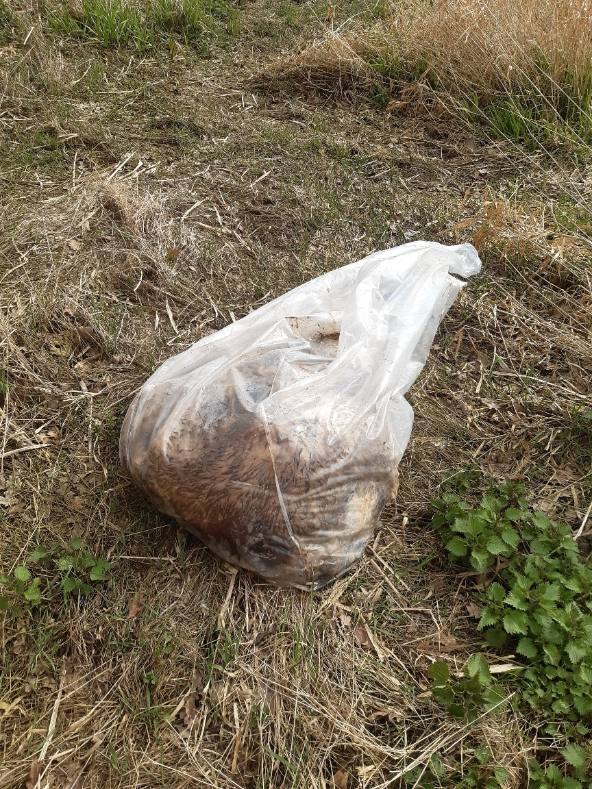 Ein in einem Feld liegender Plastiksack, in dem sich ganz offensichtlich tierische Felle und Überreste befinden.