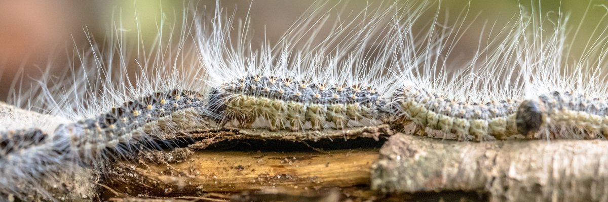 Eine Großaufnahme von Eichenprozessionsspinner-Raupen. Gut zu erkennen sind die vielen tausend weißen Brennhärchen der Schädlinge.