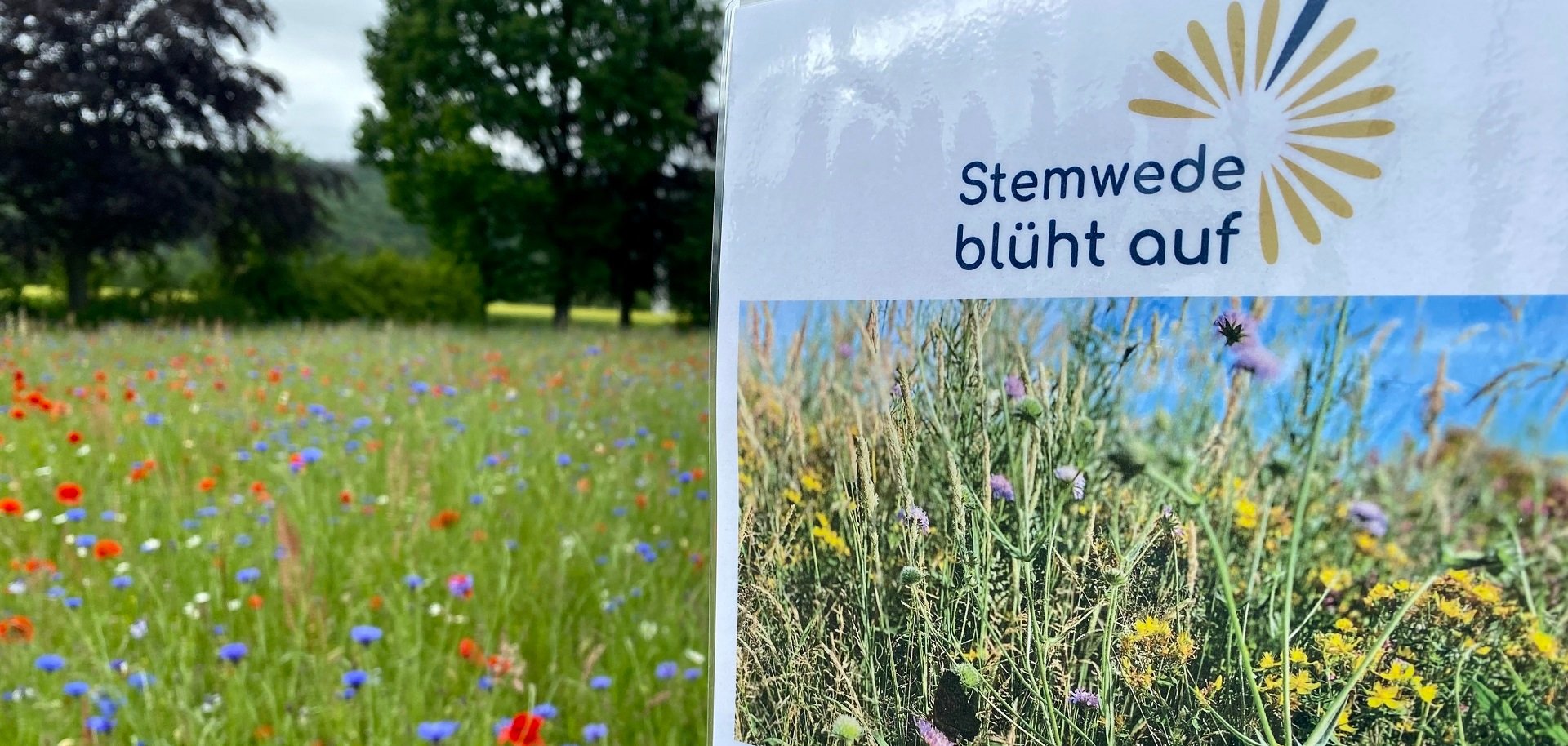 Eine blühende Wiese mit roten, weißen und blauen Blüten. Im Vordergrund ist ein Schild zu erkennen auf dem steht: "Stemwede blüht auf. Blühfläche zur Unterstützung einer vielfältigen Wildbienen- und Schmertterlingswelt.