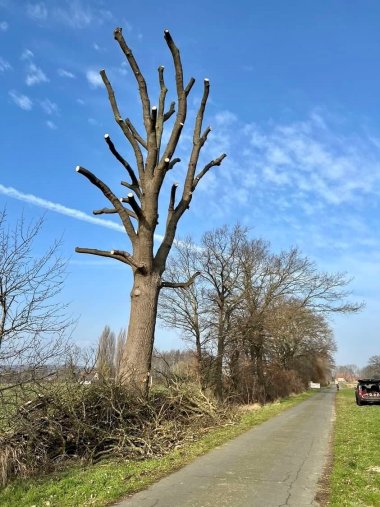 Ein abgestorbener, großer Baum, dessen Äste zurückgeschnitten wurden.