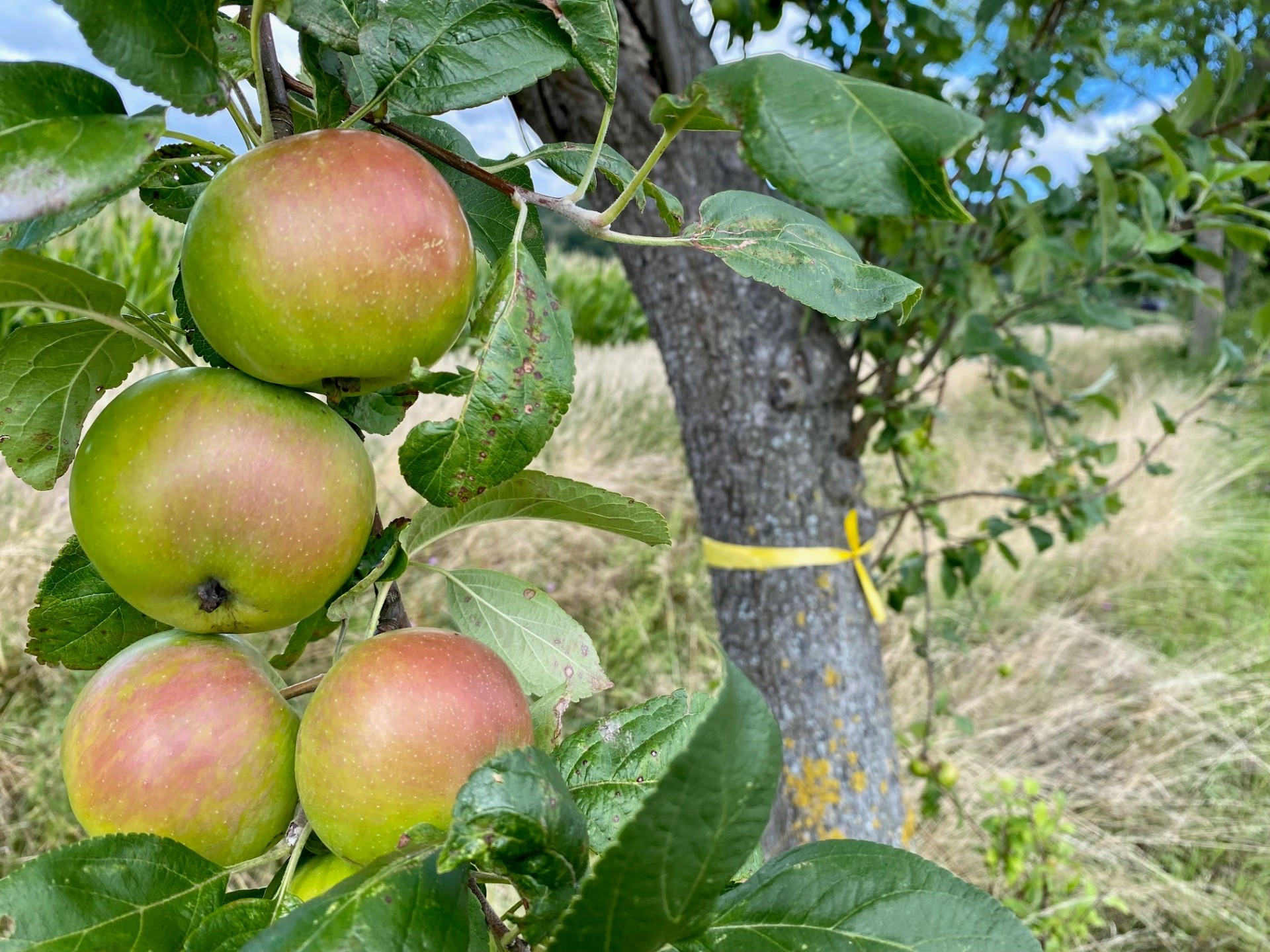 Eine Nahaufnahme eines Apfelbaumes. Es sind mehrere Äpfel zu sehen sowie ein gelbes Band, das um den Baumstamm gewickelt wurde.