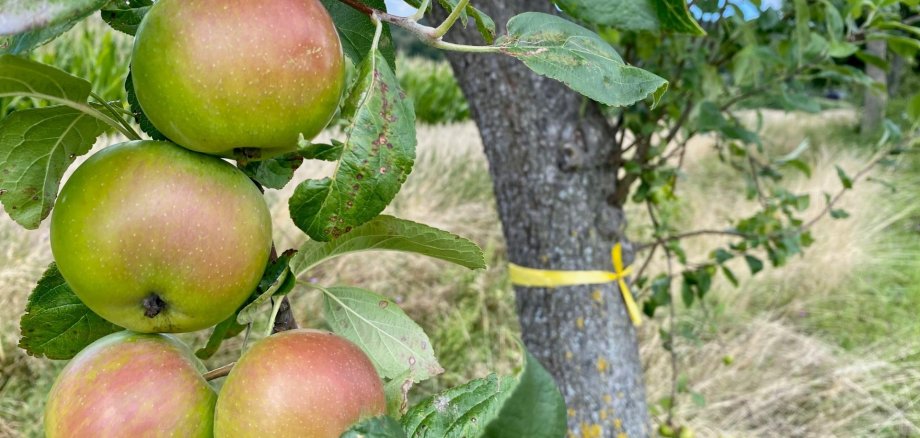 Eine Nahaufnahme eines Apfelbaumes. Es sind mehrere Äpfel zu sehen sowie ein gelbes Band, das um den Baumstamm gewickelt wurde.