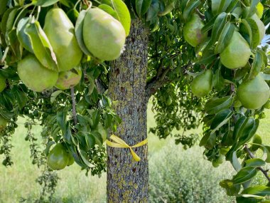 Aktion "Gelbes Band" Nahaufnahme eines Birnenbaumes, um dessen Stamm ein gelbes Band gewickelt ist.