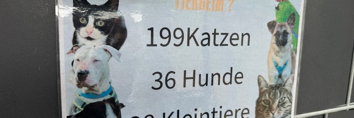 Tierheimbesuch Ein laminiertes Schild ist an einem Metallgitter befestigt. Die Überschrift lautet: „Wie viele Tiere leben aktuell im Tierheim?“ In großer Schrift werden die aktuellen Tierzahlen angegeben: 199 Katzen, 36 Hunde und 28 Kleintiere. Das Schild ist mit Fotos verschiedener Tiere gestaltet, darunter zwei Katzen, zwei Hunde, ein Meerschweinchen und ein grüner Papagei. Die Folie des Schildes reflektiert das Licht leicht.
