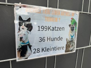 Tierheimbesuch Ein laminiertes Schild ist an einem Metallgitter befestigt. Die Überschrift lautet: „Wie viele Tiere leben aktuell im Tierheim?“ In großer Schrift werden die aktuellen Tierzahlen angegeben: 199 Katzen, 36 Hunde und 28 Kleintiere. Das Schild ist mit Fotos verschiedener Tiere gestaltet, darunter zwei Katzen, zwei Hunde, ein Meerschweinchen und ein grüner Papagei. Die Folie des Schildes reflektiert das Licht leicht.