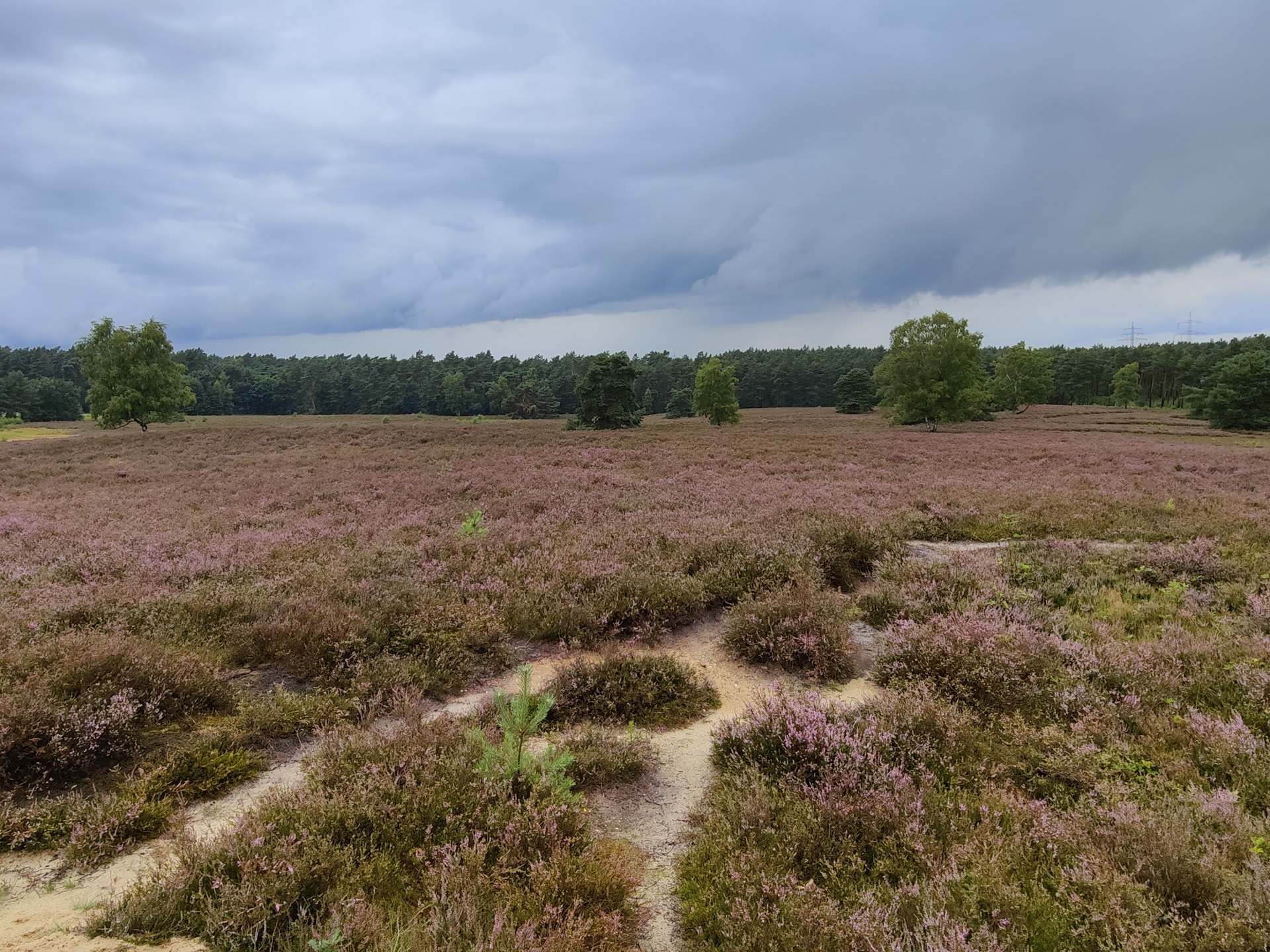ZWAR-Tour Eine violett blühende Heide-Landschaft