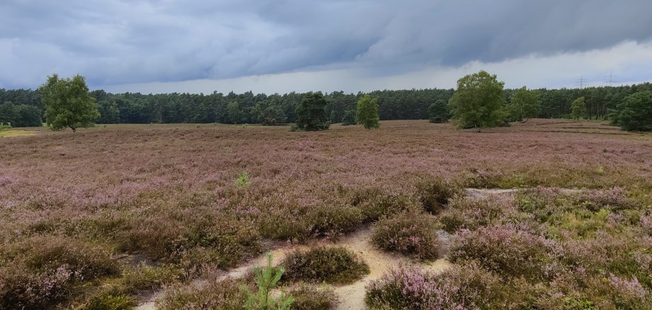 Eine violett blühende Heide-Landschaft